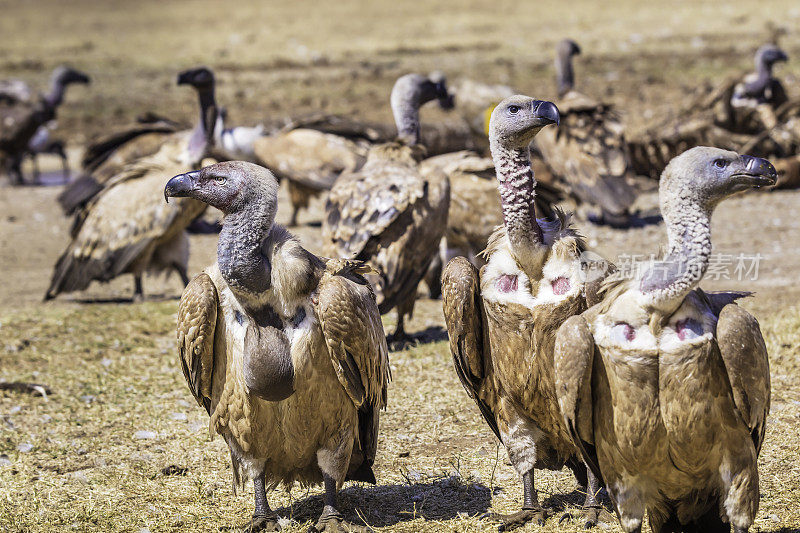 Cape vulture (Gyps coprows)在背景中进食